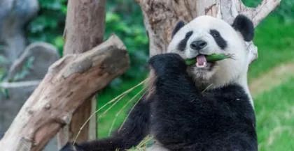 盘点十大培育杂交动物的怪异实验 小鸡竟长牙