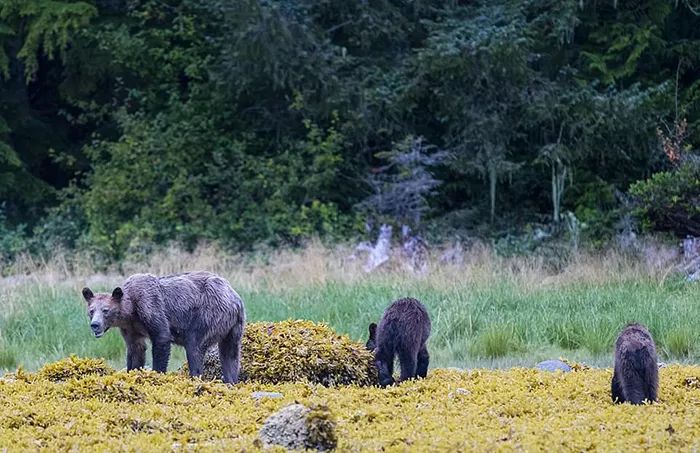 世界末日来了？皮包骨母熊“找不到鱼吃”可怜徘徊，一家3口“饥饿冬眠”网超心疼！