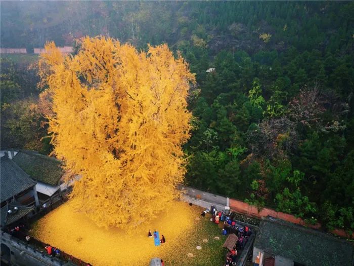 1400年银杏皇帝当年亲手种下满地落叶太美了，记住要预约啊！