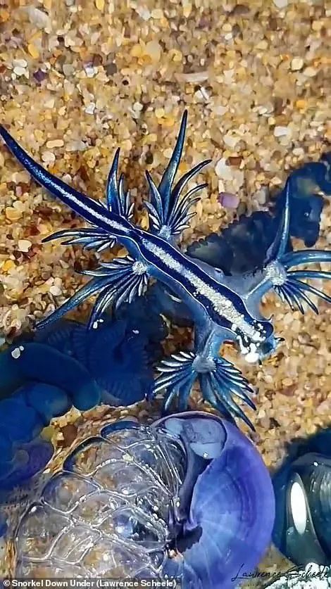 “蓝色外星生物”涌现岸边？专家警告：看到千万别摸