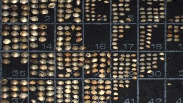 JJ太大越早绝种？介形虫丁丁是身长6倍,灭绝速度却快10倍
