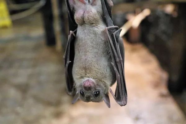 蝙蝠病毒为何致命？免疫系统会促使病毒复制以及增强传染性