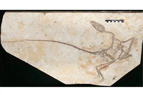 考古发现带羽毛新品种小恐龙，长着翅膀和长长的尾巴