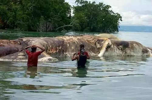 这是什么？ 神秘的巨大泥泞怪物被沖上岸！