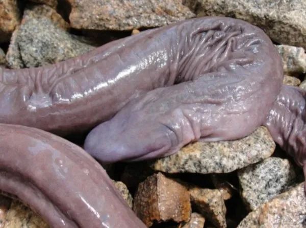 无足两栖动物"蚓螈"