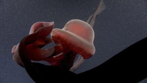 百年仅发现100次！“冥河水母”深海现踪，超巨体型让专家惊艳