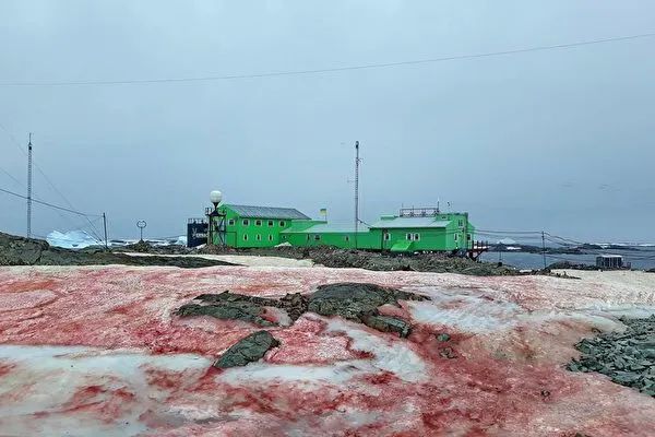 南极一夜变腥红大地，白雪下生物罕见苏醒，科学家忧气候暖化严重