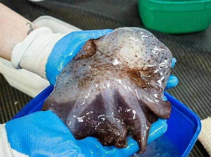 12种让你大吃一惊的奇异澳洲生物，世界最丑水滴鱼