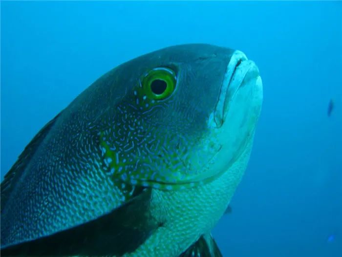 世界最老珊瑚礁巨鱼，81岁斑点羽鳃笛鲷本尊曝光