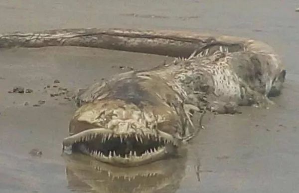 海蛇还是蜥鱼？墨西哥海滩18米长巨型神秘海怪网上疯传