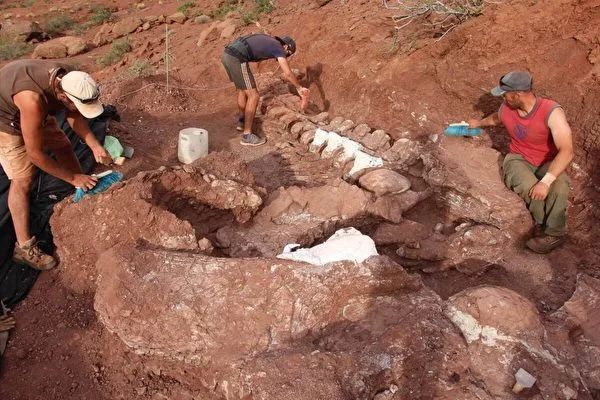 泰坦巨龙化石现阿根廷，或为史上最大陆生动物