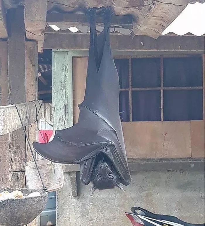 吓人！巨型蝙蝠挂屋檐，网友惊喊：吓尿了！
