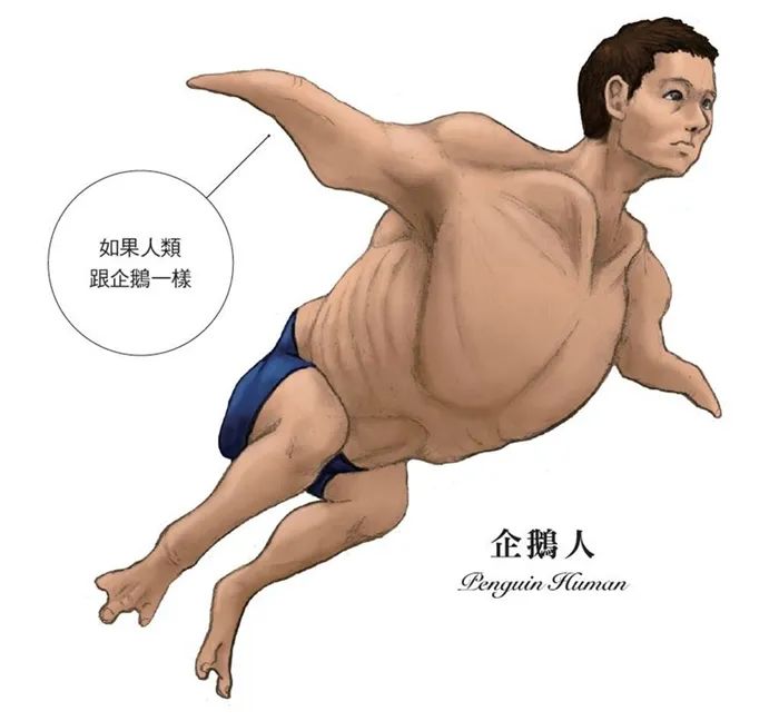 如果人类变企鹅会是什么样？别笑企鹅短腿，人家胸比你大！