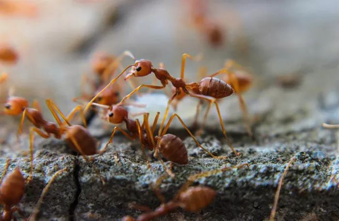 为何冬天看不到蚂蚁？专业分析让网友全惊呆了！