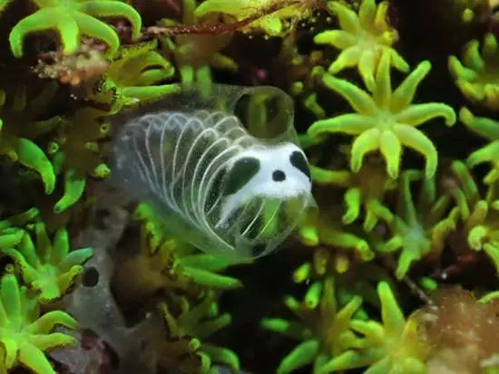 海洋生物熊猫骷髅海鞘连正式名称都不知道的可爱生物引发疯传