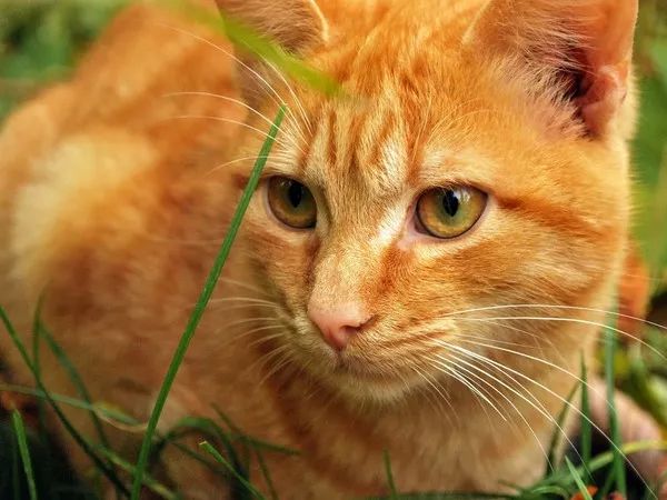猫过敏疫苗研发成功！疯狂吸猫不打喷嚏，喵：等等为何打针的是我？