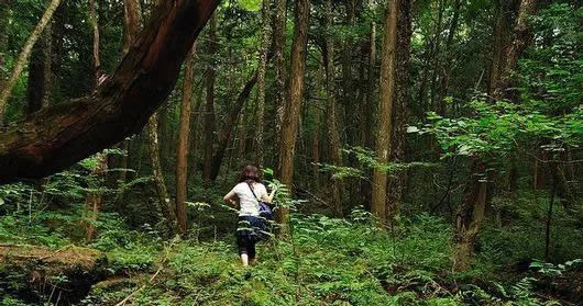 日本500多人选择在同一片森林里自杀之谜