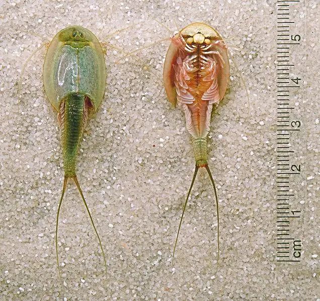 沙漠出现数百只三眼怪虫,头如鲎、尾弯曲,专家:卵已沉睡数十年