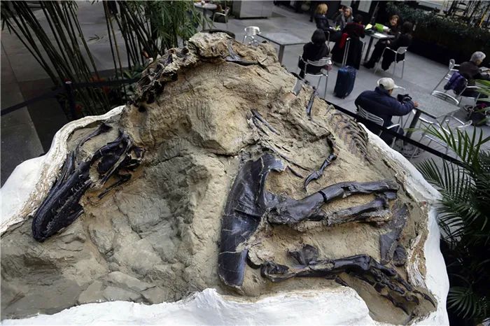 双龙死前搏斗过程完整石化，6700万年霸王龙化石首度曝光