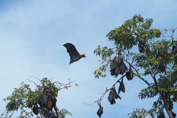 蝙蝠病毒为何致命？免疫系统会促使病毒复制以及增强传染性