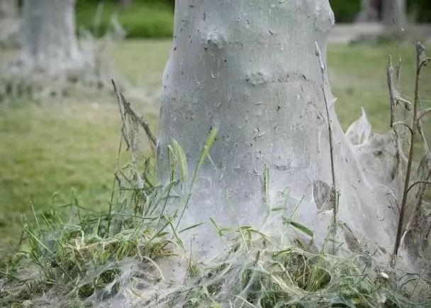 有毒毛毛虫肆虐英国，接触会发烧、呕吐