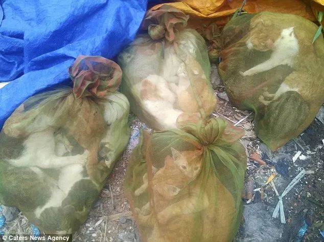 越南人视“猫肉”为美味佳肴，让肉更美味“必须把他们淹死”！