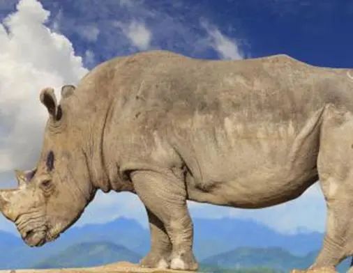 2500万年前巨型犀牛，重20多吨比长颈鹿还高