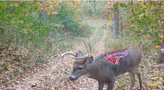 "丧尸鹿"出没?血红烂肉狂晃,伤口深到见骨