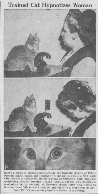 猫能控制脑波！二战猫咪大师靠“深邃眼神”催眠人类只需30秒