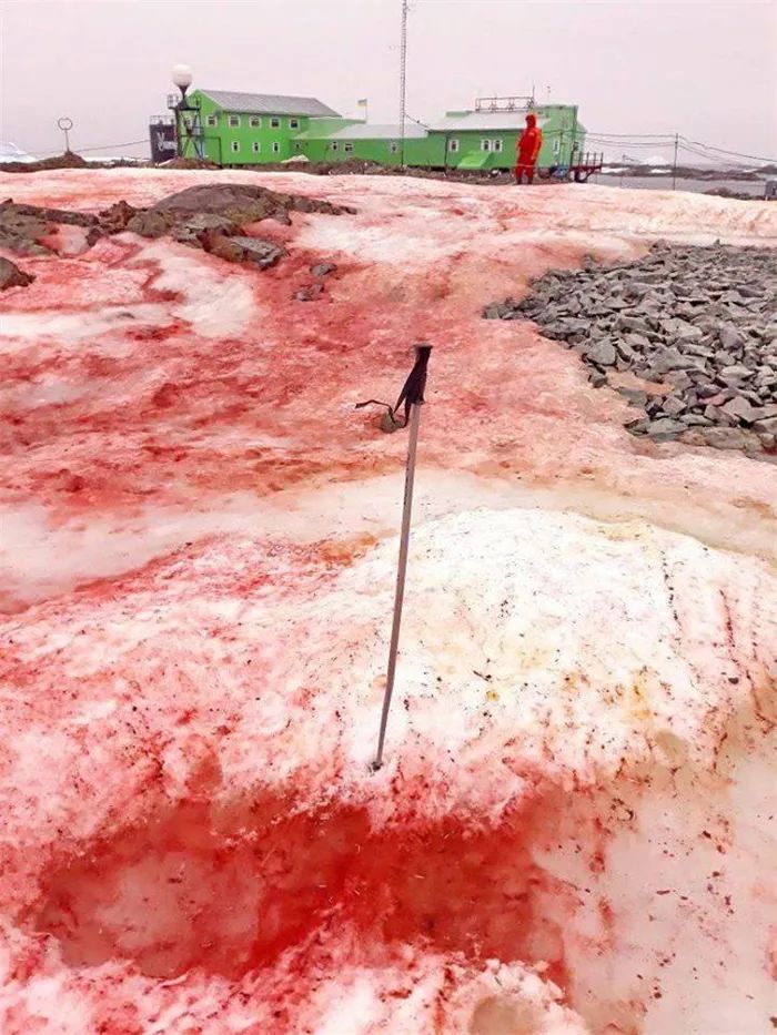 南极一夜变腥红大地，白雪下生物罕见苏醒，科学家忧气候暖化严重