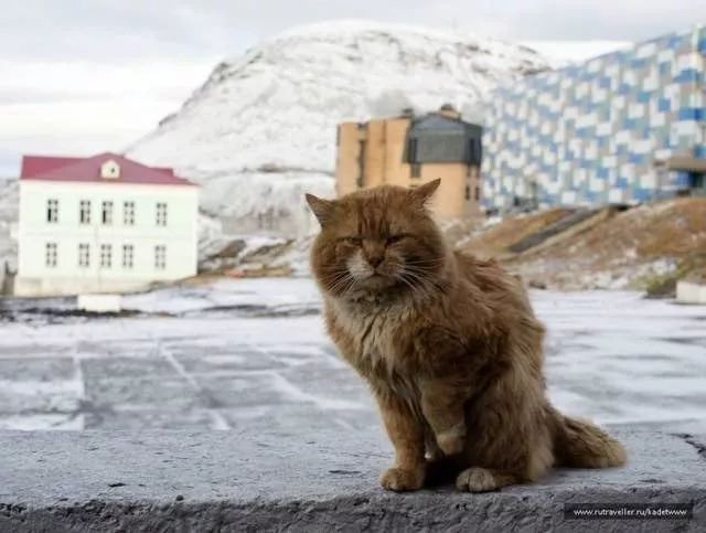 猫过敏疫苗研发成功！疯狂吸猫不打喷嚏，喵：等等为何打针的是我？