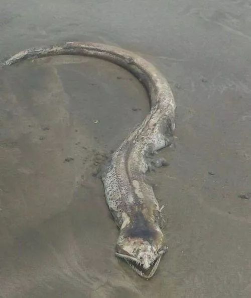 海蛇还是蜥鱼？墨西哥海滩18米长巨型神秘海怪网上疯传