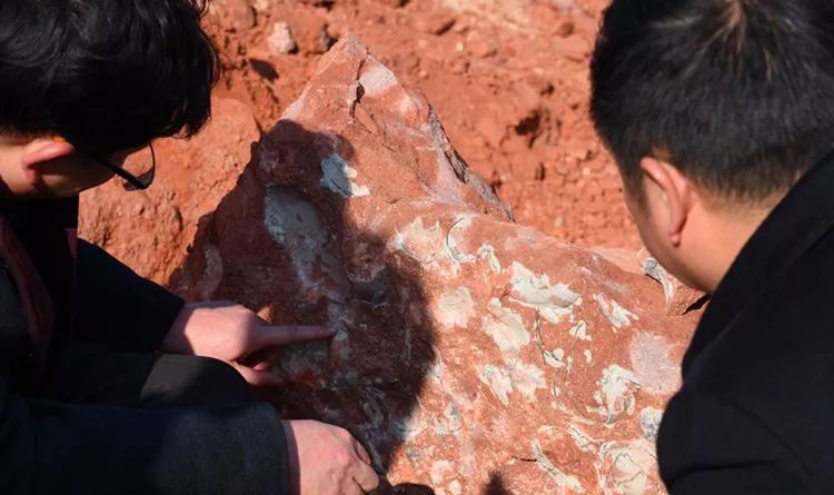 江西挖出30多颗椭圆石头，工人吓坏停工，差点毁掉1.3亿万年历史