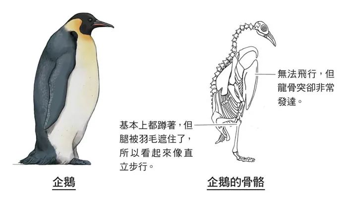 如果人类变企鹅会是什么样？别笑企鹅短腿，人家胸比你大！