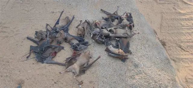 印度500只蝙蝠集体暴毙，专家找出“致命原因”人类也恐遭殃