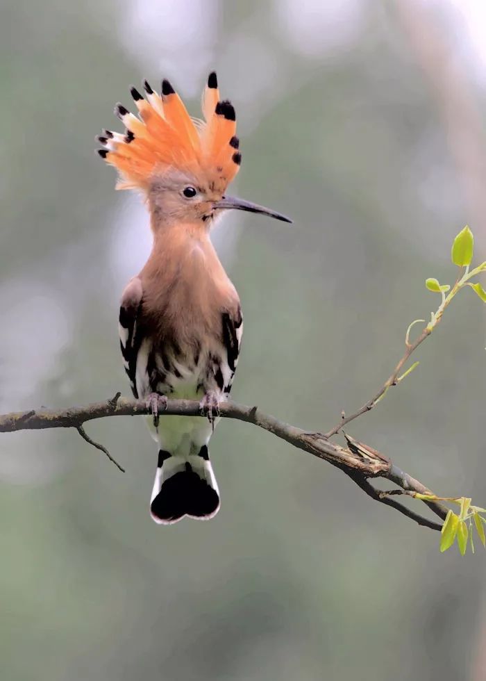 这种鸟被叫做花蒲扇,很漂亮,说说它吃死人的奇葩习性