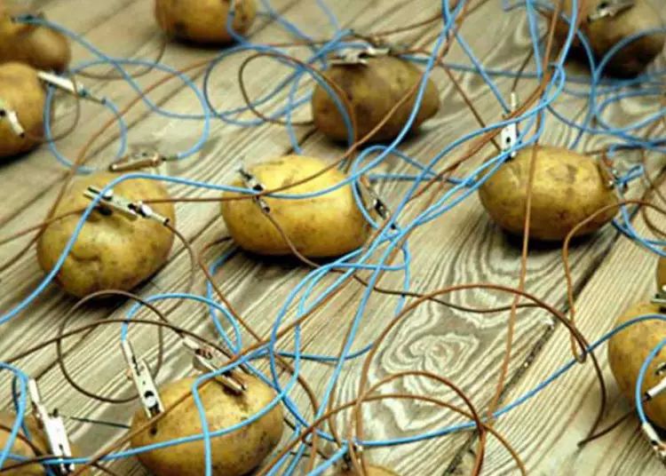 科学家发现马铃薯能发电！ 一颗就能照亮你家40天