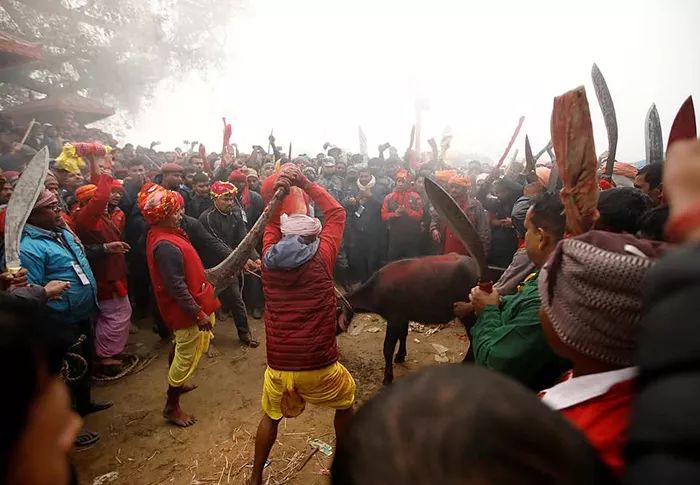 全球最大规模“杀生祭祀活动”开始！百名屠夫又剁又刺，血流成河