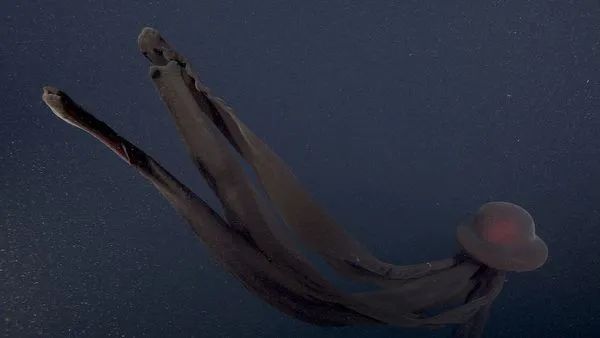百年仅发现100次！“冥河水母”深海现踪，超巨体型让专家惊艳