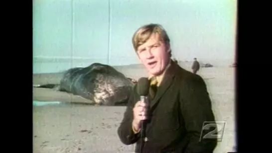 “鲸爆”尸块横飞威力有多强？专家：宛若一种生化武器