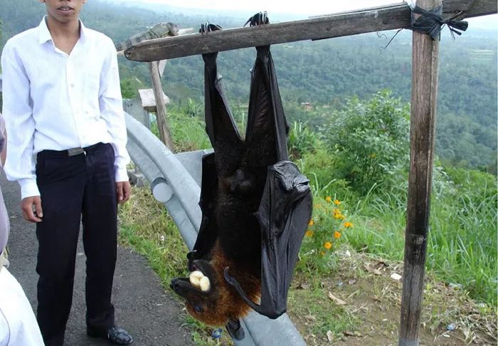 吓人！巨型蝙蝠挂屋檐，网友惊喊：吓尿了！