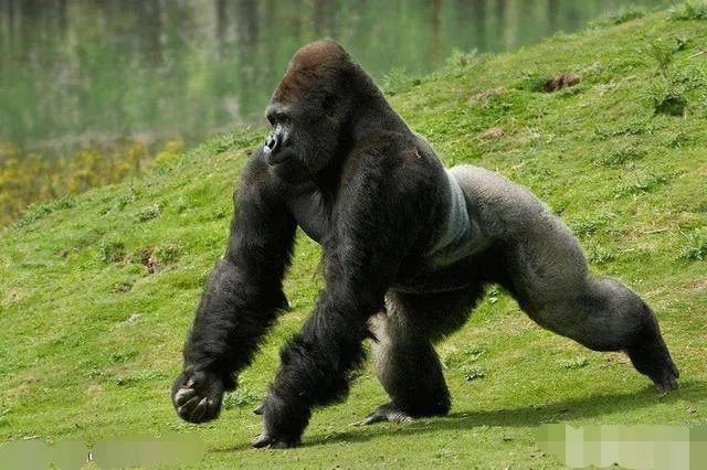 误会大了!大猩猩捶胸不是想开战,研究结果颠覆印象 — 奇闻呀