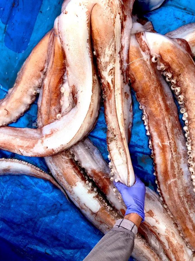 日本海边发现3米巨型鱿鱼，来自深海引担忧：大地震先兆？