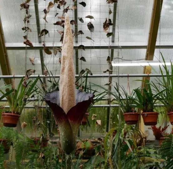 罕见“丁丁植物”时隔25年开花了，高达2米飘腐臭味