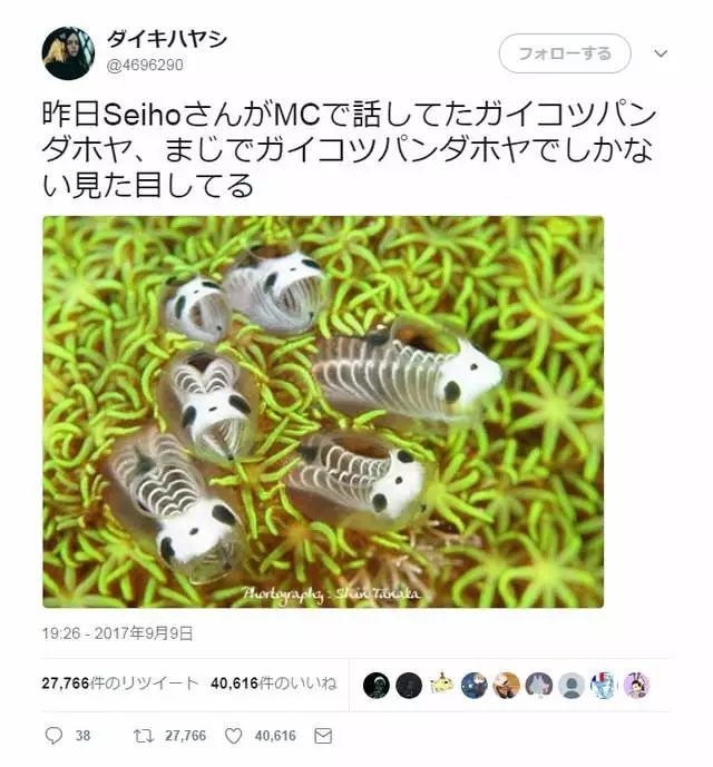 海洋生物熊猫骷髅海鞘连正式名称都不知道的可爱生物引发疯传