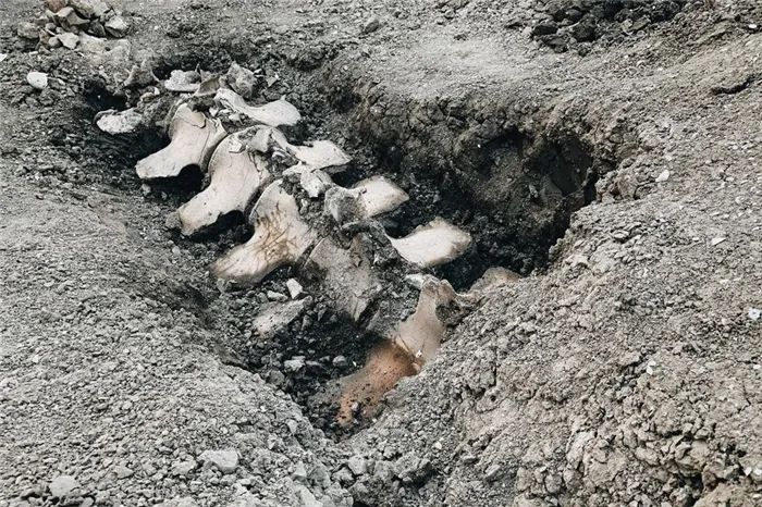陆地发现“海巨人”，地底下6米挖出鲸鱼骨骸