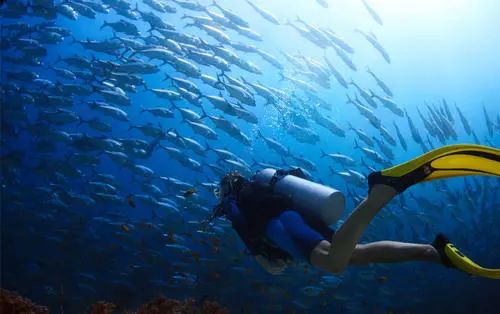 “血红水母”影片曝光，专家潜深海捕捉震撼画面，恐是未知新物种