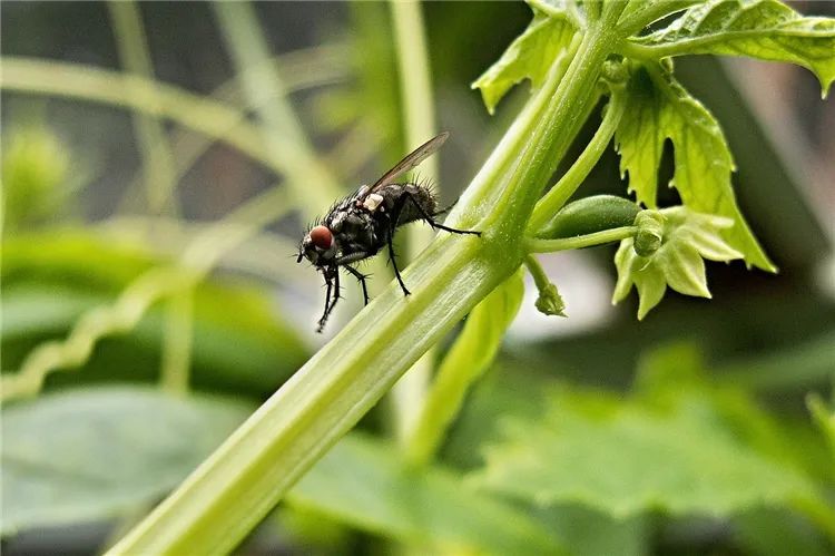 苍蝇玩虚拟现实游戏，科学家研究其导航能力