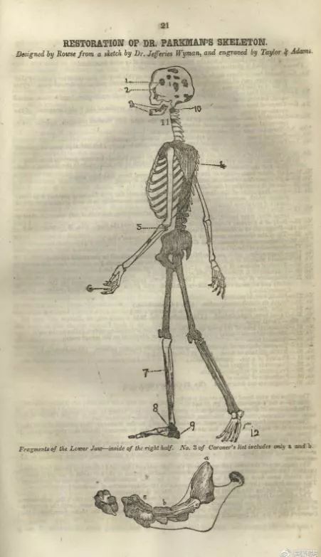 厕所墙挖出部分身体！19世纪哈佛教授谋杀案“法医”诞生拼骨肉