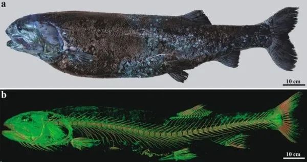 日本出现1.4米巨种怪鱼，成深海食物链王者！